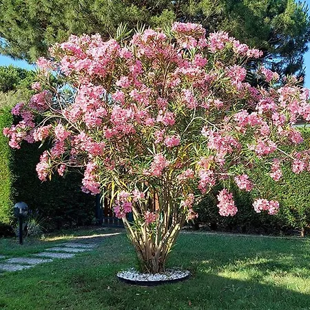 Madali * Albarella Island