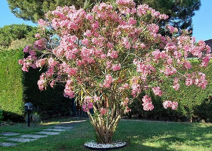 Madali * 이솔라 알바렐라